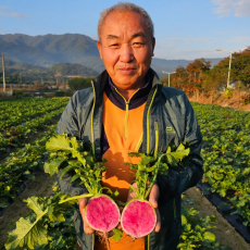 무주 반딧불 수박무(동치미무) 3kg (잎포함)