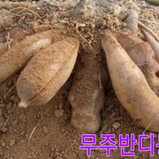 무주반디농장 못난이야콘 5kg, 10Kg