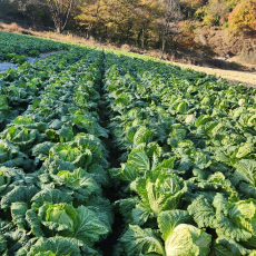 절임배추 20kg )[예약주문접수][원하시는 배송날짜 배송메시지란에 기재 부탁드립니다.]